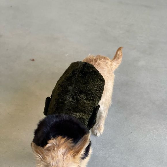 Fancy Custom Made Dog Coat- Small - Picture 4 of 12